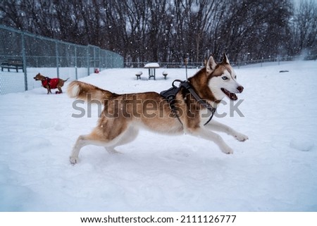 This is a picture of a husky dog at the dog park. It was snowing out and I snapped some fun pictures of him Playing!