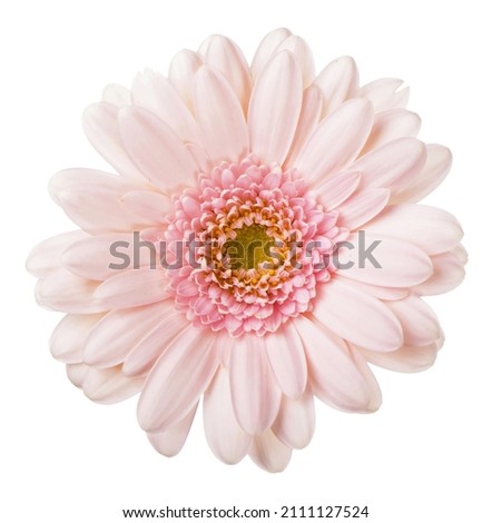 Pink gerbera flower. Isolated on white background Royalty-Free Stock Photo #2111127524