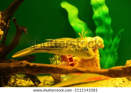 Tetraodon Fahaka fish swims in aquarium on green background (Tetraodontidae) Royalty-Free Stock Photo #2111141081