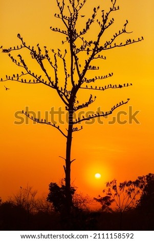 Silhouette of a bird sitting on a branch against the sunset light.Bird in the branches at sunset. Sri Lanka. 