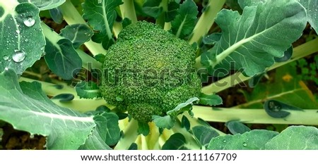 Organic broccoli picture take in garden  with selective focus and selective focus on subject. 