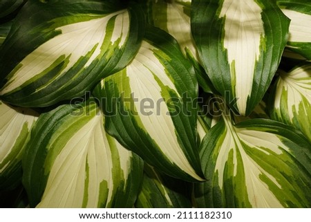 Closeup of beautiful textured green and white hosta leaves. Green plant background.                                                             