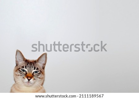 Blank, background with a cat for motivational, cute, funny pictures, slides. In the water area photo of a cat's head with squinted eyes. The cat asks "Is that all?"