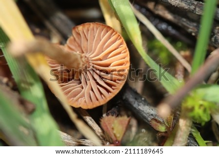 Photographing a mushroom in an open area in the garden