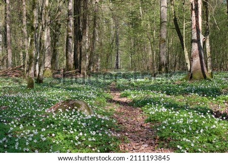 Early spring deciduous forest with flowering wood anemone, Bialowieza Forest, Poland, Europe Royalty-Free Stock Photo #2111193845