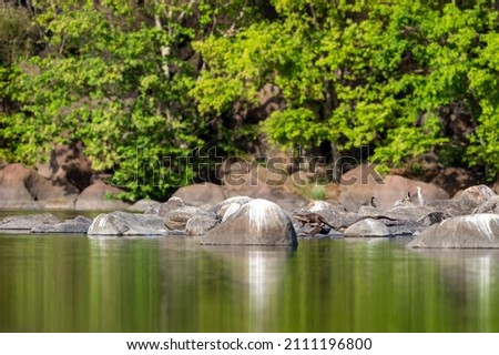 Smooth coated otter or Lutrogale perspicillata family playing at shore of ramganga river. nature canvas painting with reflection in calm water at dhikala jim corbett national park uttarakhand india
