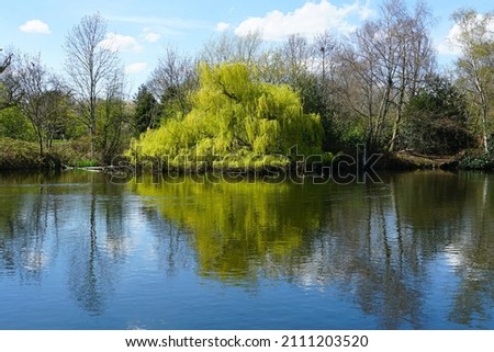 A large light green tree and its reflection in a pond on Wandsworth Common, Southwest London, England, on a sunny spring day.  Image has copy space.