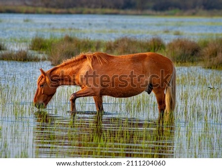 Wild horses that graze freely in the Danube Delta in Romania
