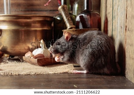 Rat on a table with old kitchen utensils in a wooden shed. Royalty-Free Stock Photo #2111206622