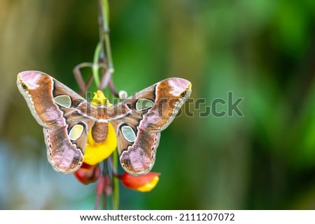Beautiful Giant Atlas Moth (Attacus atlas) with open wings on yellow flower.