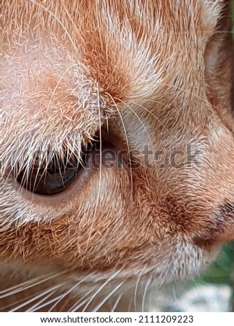 Close-up of an orange cat's face