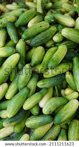 green cucumber vegetables in large quantities