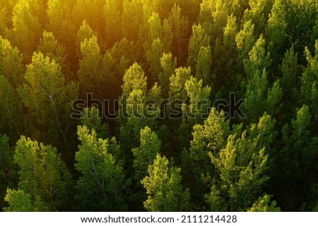 Green aspen tree forest from drone pov, aerial view of poplar woodland in summer sunset Royalty-Free Stock Photo #2111214428