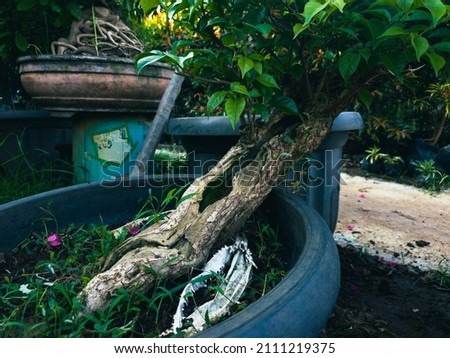 Bonsai tree in spring in flower garden.