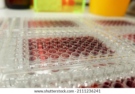 Multiwell plate with results of biological MTT assay aimed to assess hepatotoxicity of novel drug. Royalty-Free Stock Photo #2111236241