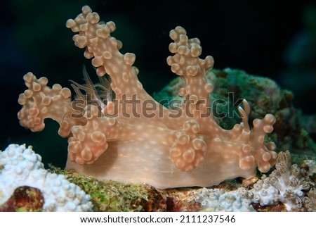Sea Slugs Nudibranches , Asia Philippines