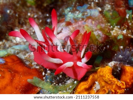 Trapania Okenia , Sea Slugs Nudibranches , Bulalacao Philippines