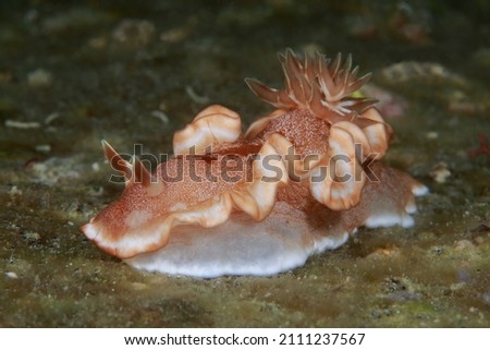  Ardeadoris poliahu ,Sea slugs ,Nudibranches , Asia Philippines