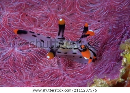 Sea Slugs , Thecacera ,Nudibranches , Asia Philippines