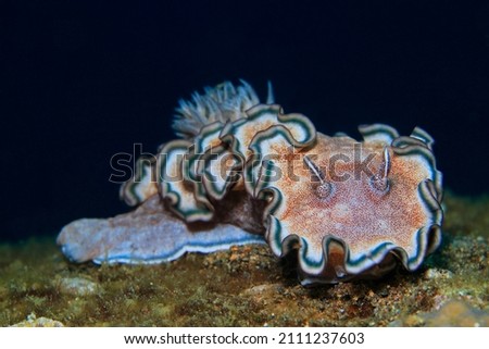 Sea Slugs , Glossodoris hikuerensis ,Nudibranches , Asia Philippines