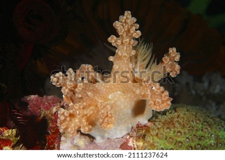 Miamira alleni ,Sea Slugs Nudibranches of the Philippines