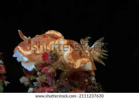 Sea Slugs ,Ardeadoris poliahu ,Nudibranches , Asia Philippines