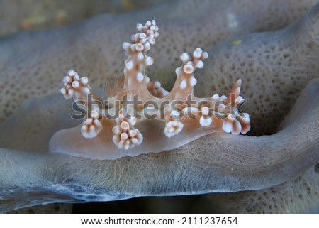 Ceratosoma Miamira alenii , Sea Slugs Nudibranches , Anilao Philippines
