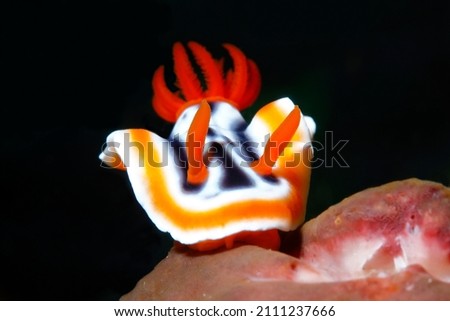 Sea Slugs Nudibranches , Asia Philippines