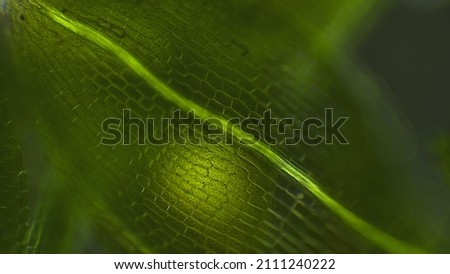 Water plant algae view under microscope Royalty-Free Stock Photo #2111240222