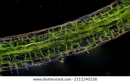 Water plant algae view under microscope Royalty-Free Stock Photo #2111240258