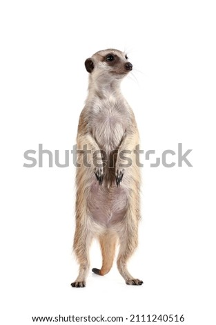 Cute meerkat stands on its hind legs and looks away isolated on a white background

