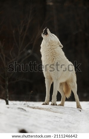 Arctic wolf (Canis lupus arctos) howling in a typical posture