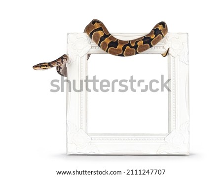 Baby Ballpython or Python Regius snake, isolated on a white background. Amazing almost golden colors and beautifull pattern. Hangin over white empty picture frame.