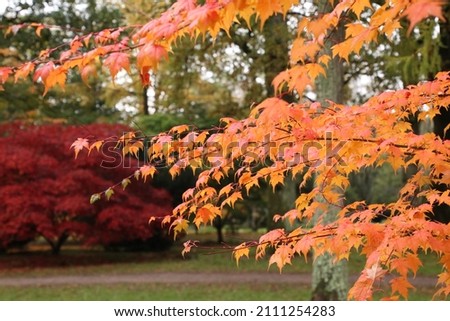 Picture of warm autumnal leaves