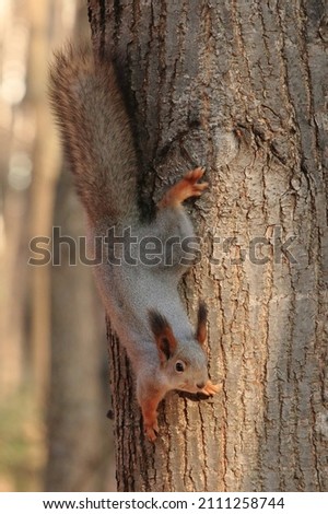 Curious gray squirrel on a tree close-up