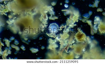 Unicellular micro organism, microscope magnification Royalty-Free Stock Photo #2111259095