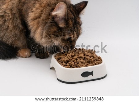 Cute fluffy cat eating from her bowl. Fully bowl of dry cat food. White background image of a kitty enjoying her meal. Quick snack before going to naughty mode again.