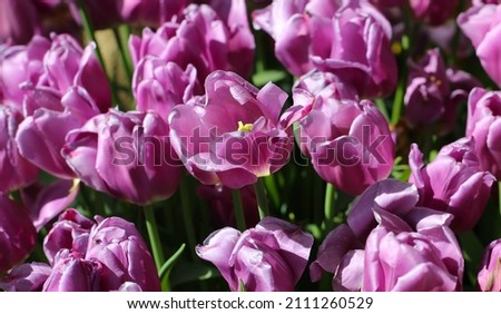 Macro photography of soft purple tulips for a natural background, large format