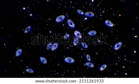 Cilia micro organisms floating in water Royalty-Free Stock Photo #2111261933
