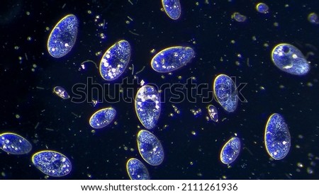 Cilia micro organisms floating in water Royalty-Free Stock Photo #2111261936