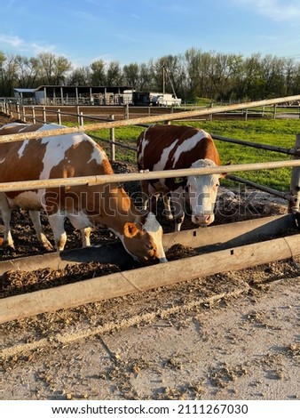 large vertical photo. summer time. Russia. Dairy cows in a free livestock stall outdoors. feeding cows dry ears of corn.