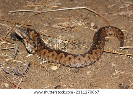 The horned viper, long-nosed viper, nose-horned viper, sand viper (Vipera ammodytes) in a natural habitat