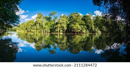 Amazonia -  wall of green tropical forest of the Amazon jungle, green hell of the Amazonia. Selva on the border of Brazil and  Peru. Yavari river in Javari Valley, (Valle del Yavarí) South America. Royalty-Free Stock Photo #2111284472
