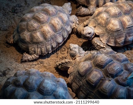 Turtles, Hermann  Tortoise on walking on the ground, close-up.