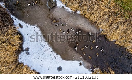 Ducks in river stream in winter