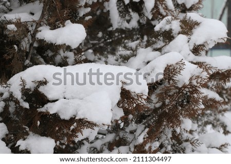 Trees and plants covered with snow in winter