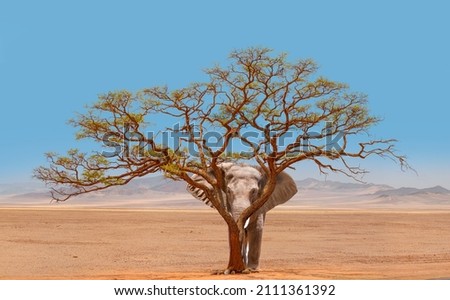 An african elephant hiding behind an acacia tree - Namibia, Africa