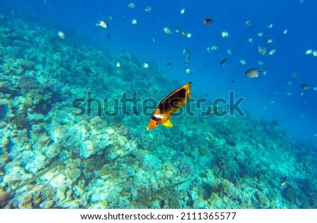 
yellow and black butterfly fish lives and swims in blue water near a colorful coral reef in the red sea in egypt, sahl hasheesh