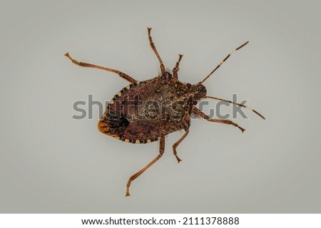 Isolated Asian bedbug of the genus Halyomorpha halys, the brown marmorated stink bug, attached to a wall.