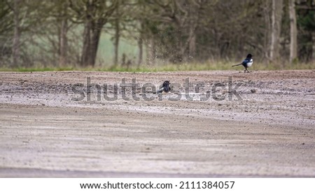 two magpies (Pica pica) taking a bath at a puddle bathing stop 
